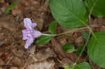 Stalked wild petunia